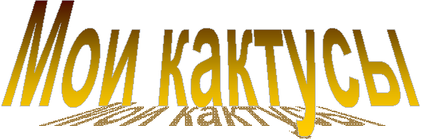Мои кактусы