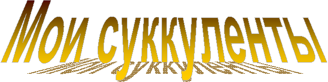Мои суккуленты