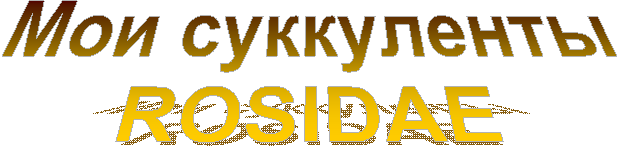 Мои суккуленты