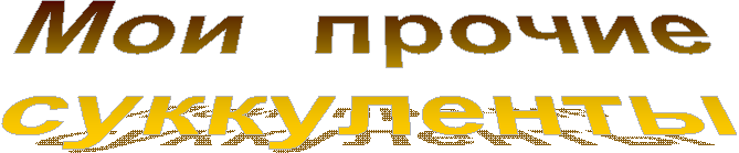 Мои суккуленты